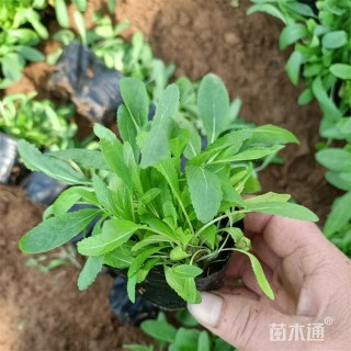 高度18厘米兰花鼠尾草