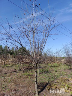 12公分紫叶稠李