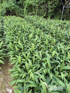 高度30厘米梦幻朱蕉