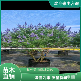 高度120厘米穗花牡荆