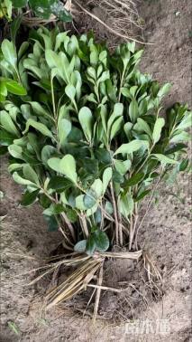 高度50厘米海桐