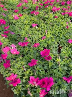 高度5厘米矮牵牛