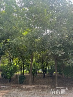 17公分国槐