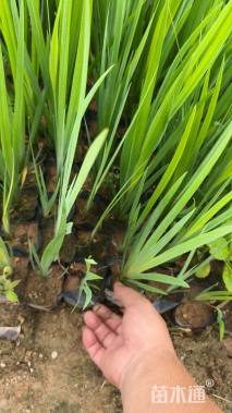 高度30厘米黄菖蒲