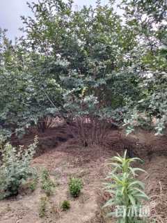 高度300厘米丛生红花紫薇