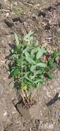 高度50厘米红果金丝桃