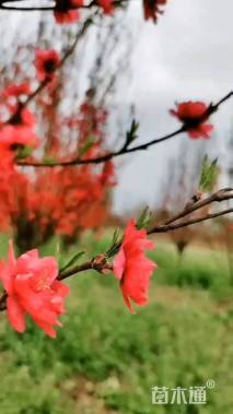 10公分菊花碧桃