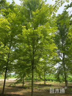 10公分美国红枫