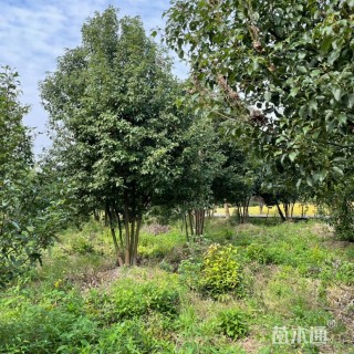 移栽苗多杆香樟