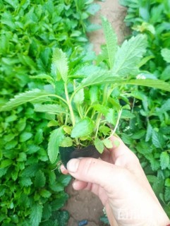 高度20厘米柳叶马鞭草