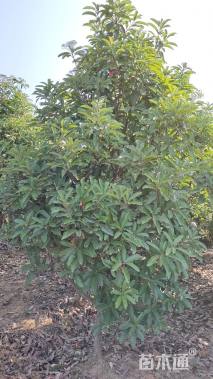 高度100厘米中华石楠