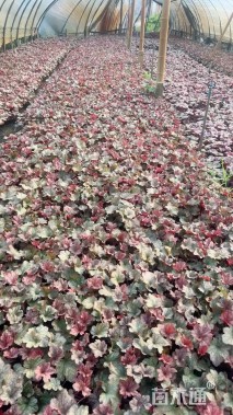高度15厘米矾根