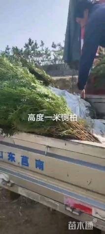 高度120厘米侧柏小苗