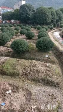 高度100厘米龟甲冬青