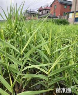 高度20厘米芦竹