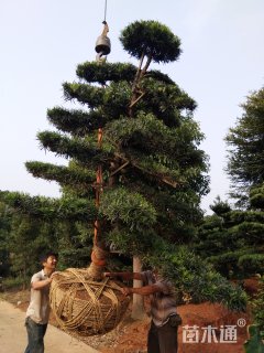 15公分造型罗汉松