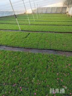 高度5厘米欧石竹