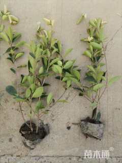 高度50厘米红叶石楠小苗