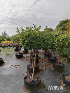 高度110厘米茶梅