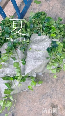 45厘米常春藤
