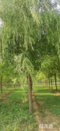 15公分速生垂柳