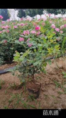 高度35厘米丰花月季