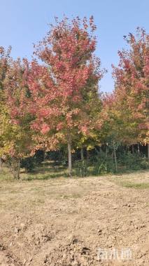 15公分美国红枫