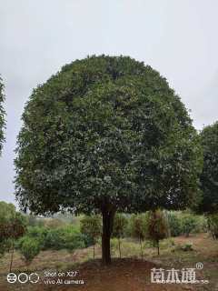 高度6厘米丛生桂花