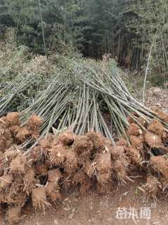 地栽苗斑竹
