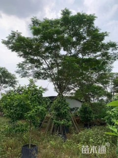 15公分凤凰木