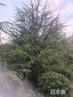 高度4000厘米雪松