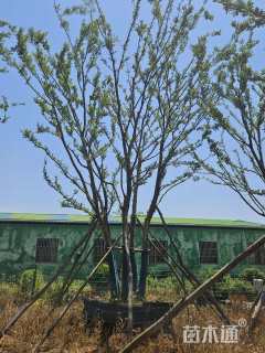 20公分丛生朴树