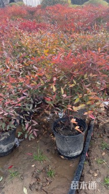 高度40厘米南天竹