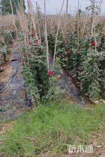 100厘米藤本月季