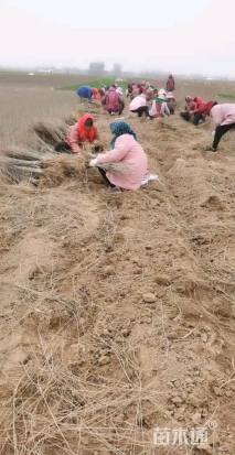 高度40厘米紫穗槐