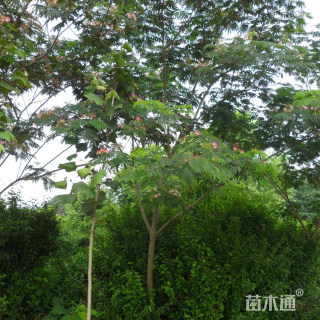 12公分合欢树