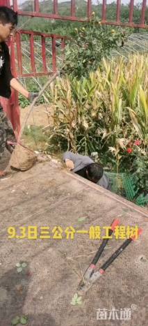 2公分树状月季