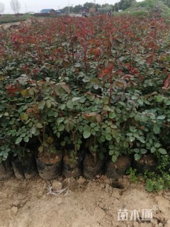 高度40厘米丰花月季