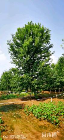 16公分美国红枫