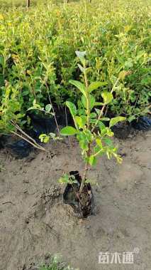 高度25厘米矮紫薇小苗