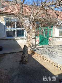 高度260厘米石榴