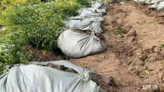 高度50厘米金叶榆小苗