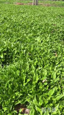 高度30厘米玉簪