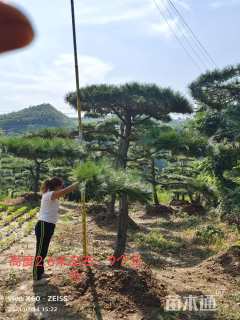 10公分造型黑松