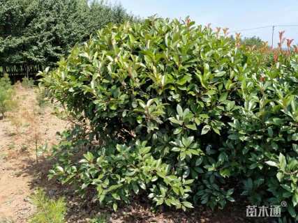 10公分红叶石楠