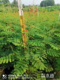 高度100厘米金凤花