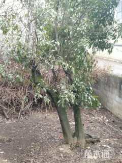 高度200厘米金弹子