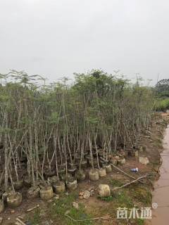 3公分蓝花楹