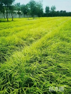 高度30厘米金线菖蒲