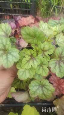 高度15厘米矾根